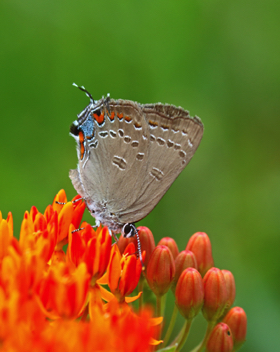 Edward's Hairstreak